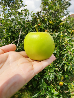 What’s a green apple got to do with fulfilment?